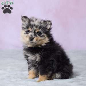 Daisy, Pomeranian Puppy